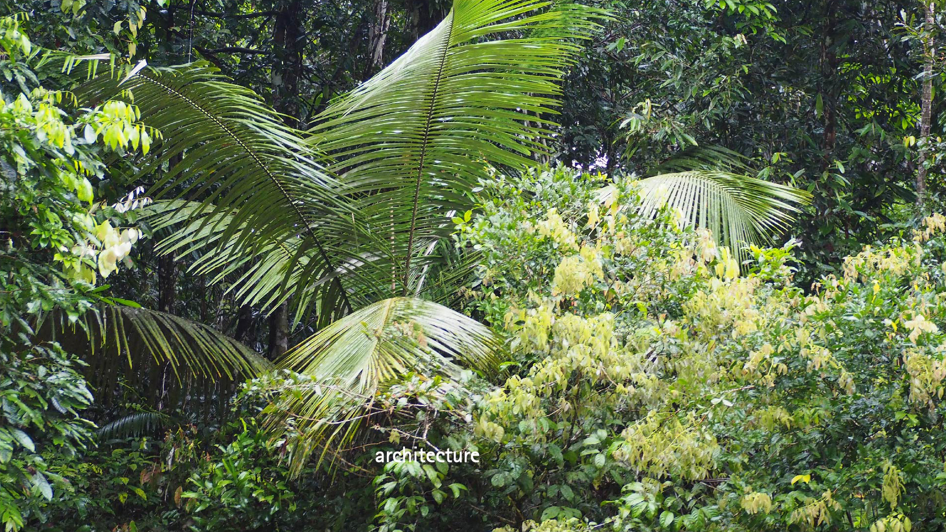 atelier bill — “rainforest-architecture"