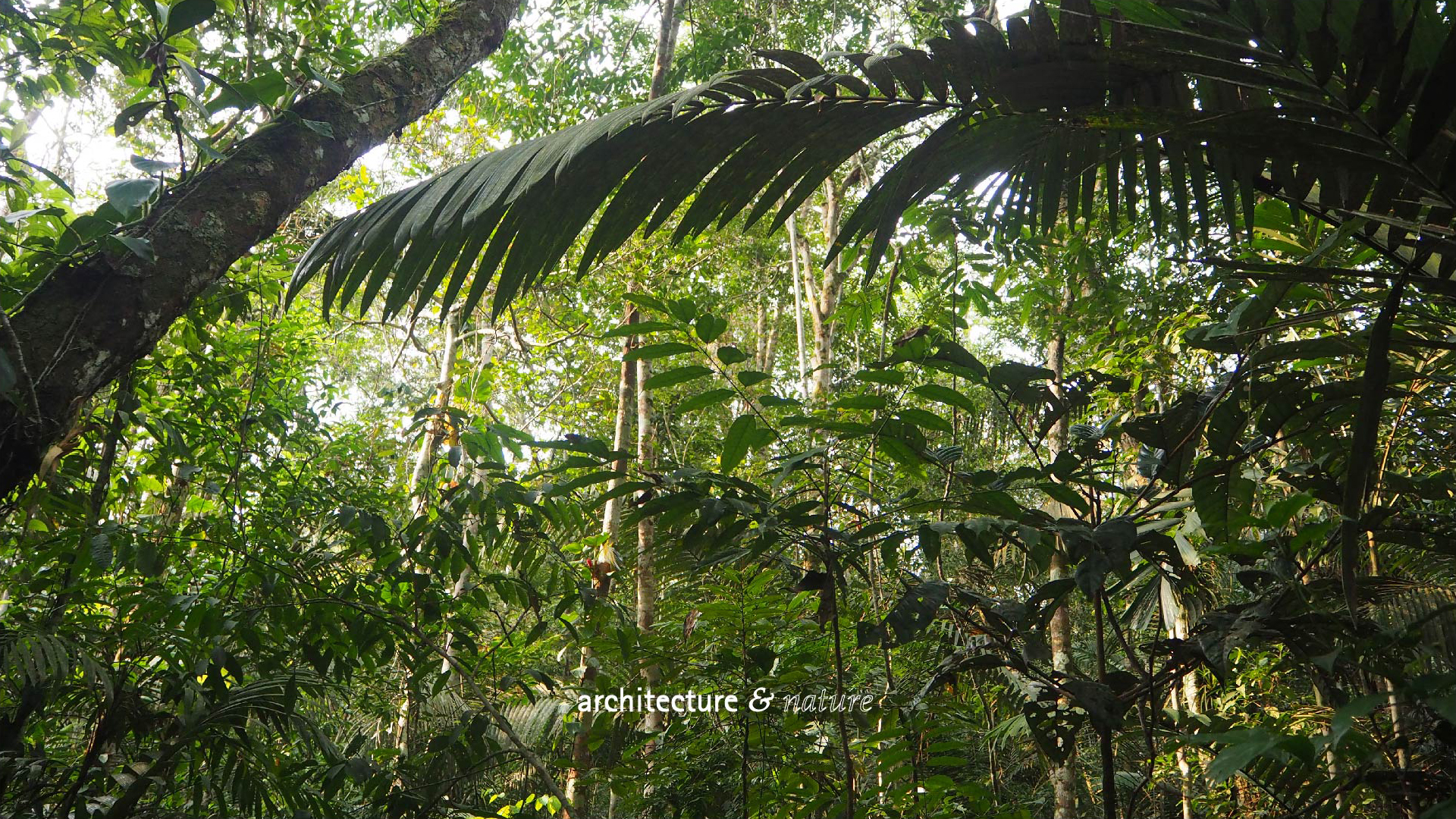 atelier bill — rainforest-architecture-&-nature